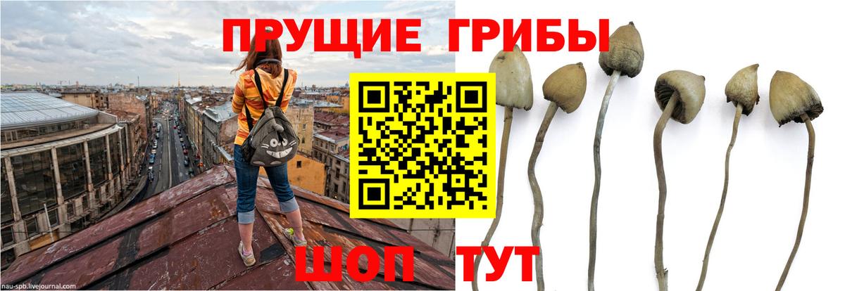 Псилоцибиновые грибы GOLDEN TEACHER  Вход с VPN  Галлюциногенные грибы MAGIC MUSHROOMS  Березники 